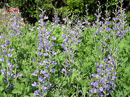 Baptisia australis