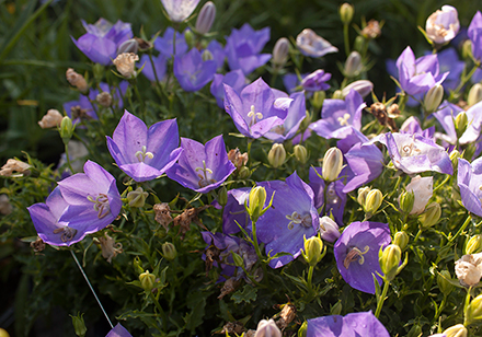 Blue Clips Campanula