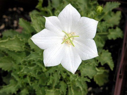 White Clips Campanula