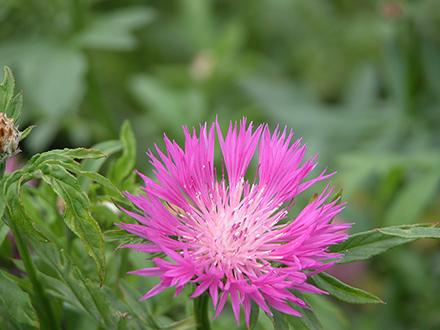 Centaurea dealbata