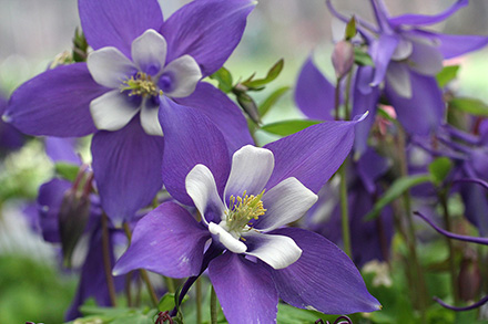 Columbine Blue & White