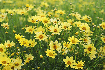 Coreopsis Creme Brulee