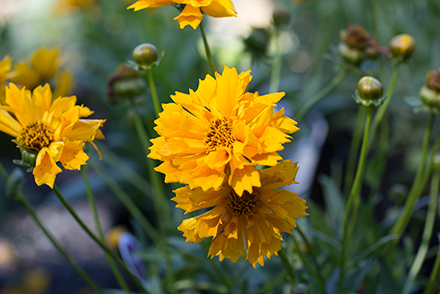 Coreopsis Jethro Tull