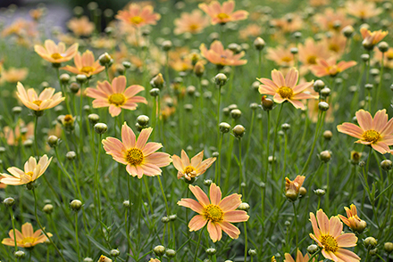 Coreopsis Sienna Sunset