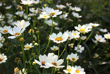 Coreopsis Star Cluster