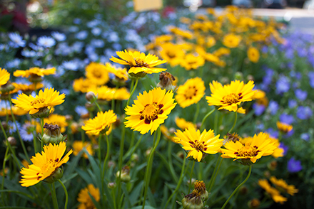 Coreopsis Sunfire