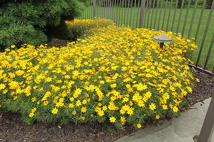 Coreopsis Zagreb