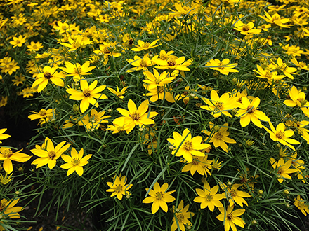 Zagreb Coreopsis