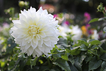 Dahlia Snow Country