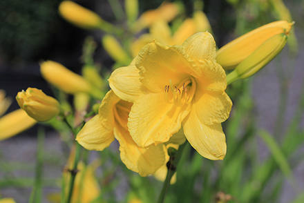 Daylily Happy Returns