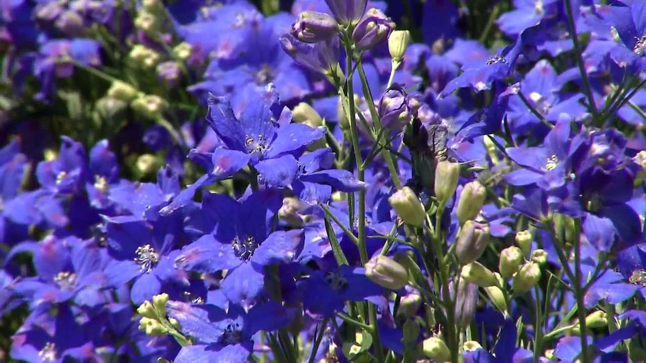 Delphinium Diamonds Blue