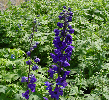 Black Knight Delphinium