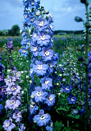 Blue Bird Delphinium