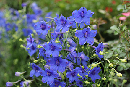 Delphinium Butterfly Blue