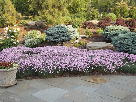 Bath's Pink Dianthus