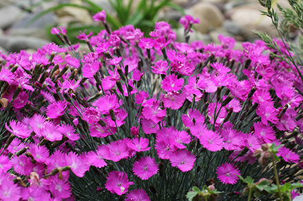 Firewitch Dianthus flower