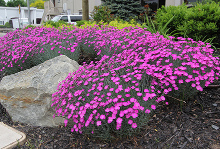 Dianthus Firewitch