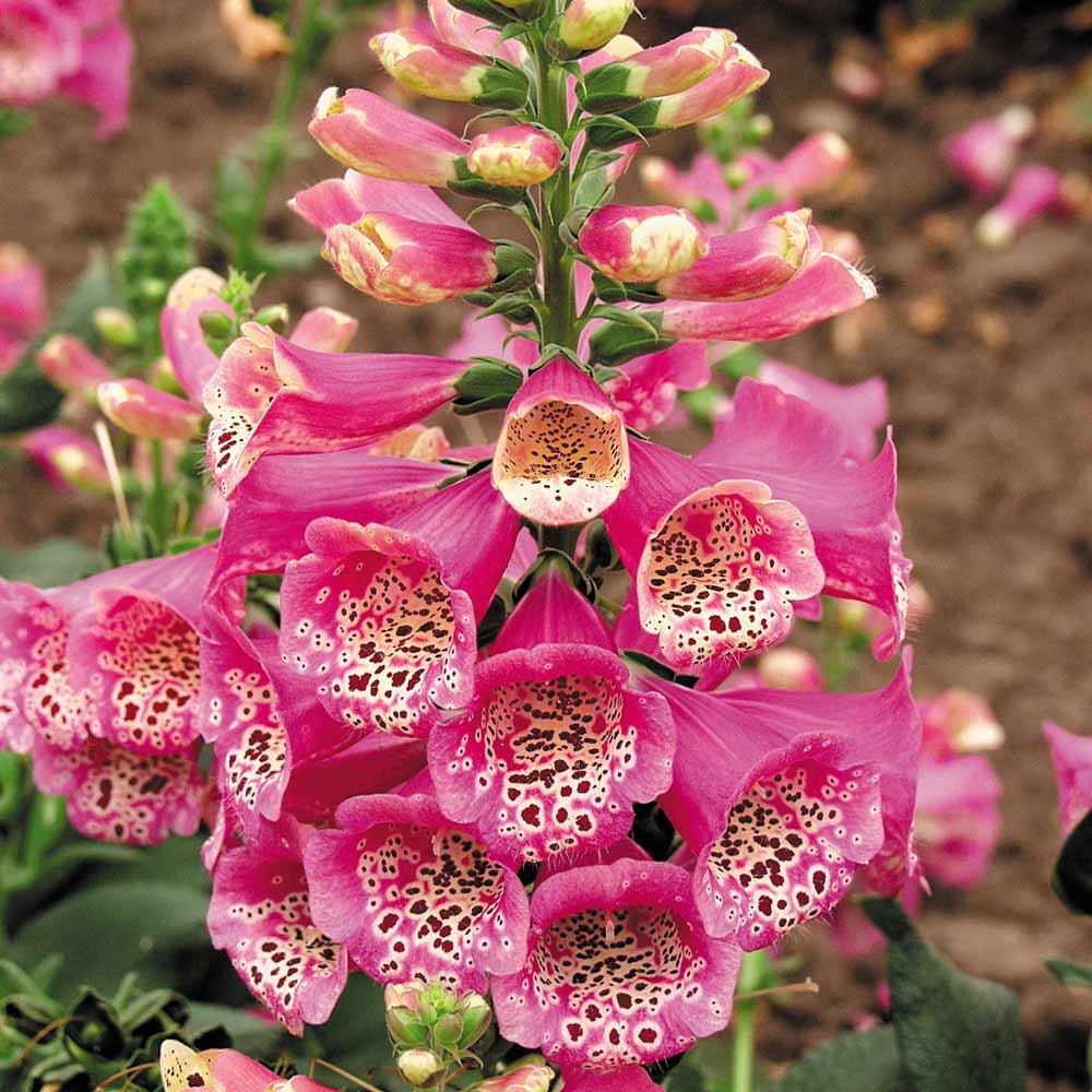 Digitalis Camelot Rose