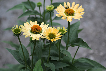 Aloha Coneflower