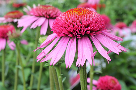 Echinacea Double Scoop Bubblegum