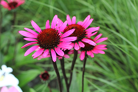 Echinacea Fatal Attraction