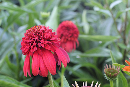 Hot Papaya Echinacea