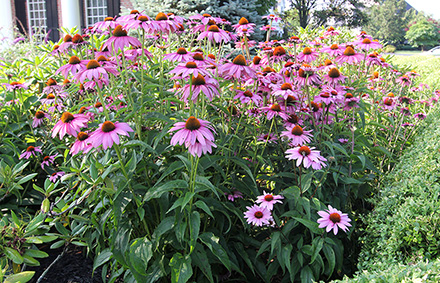 Magnus Coneflower