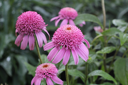 Echinacea Pink Double Delight