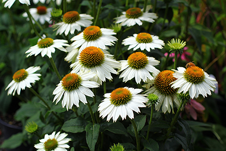 Pow Wow White Echinacea