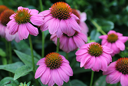 Pow Wow Wild Berry Echinacea