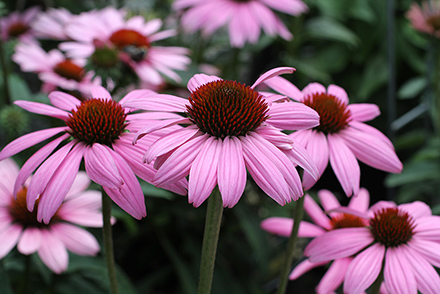 Echinacea Prairie Splendor