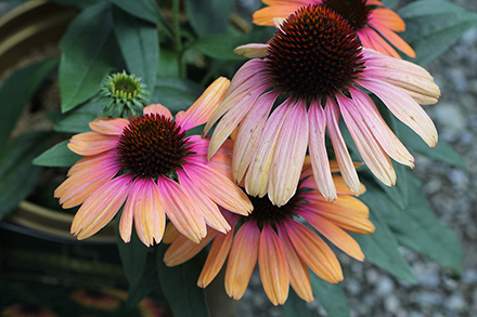 Echinacea Rainbow Marcella