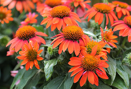 Adobe Orange Coneflower