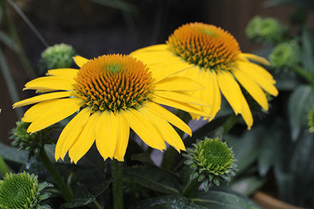 Sombrero Lemon Yellow Coneflower