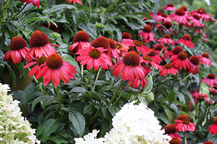 Sombrero Salsa Echinacea