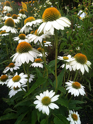 White Swan Echinacea