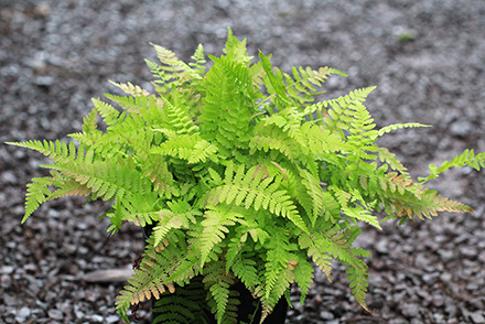 Dwarf Lady Fern