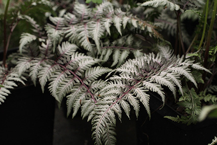 Japanese Fern