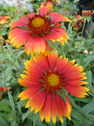 Gaillardia Goblin