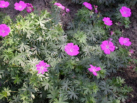 New Hampshire Purple Geranium