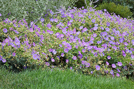 Geranium Rozanne