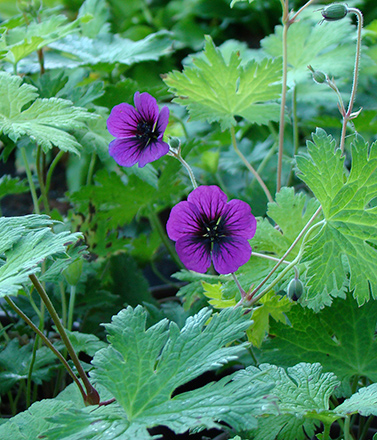 Sandrine Geranium