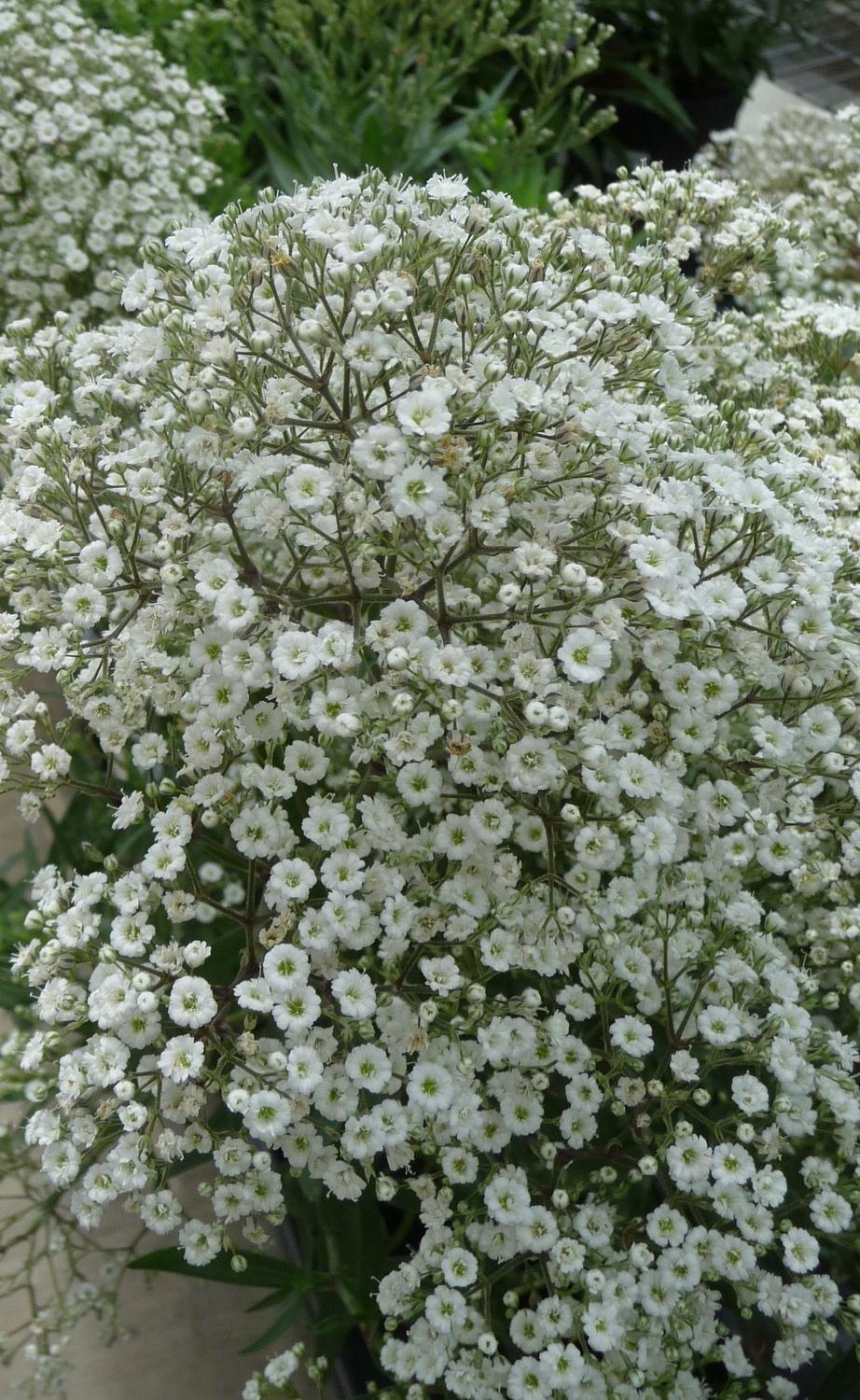 Gypsophila Summer Sparkles