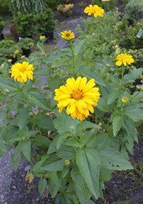 Heliopsis Summer Sun