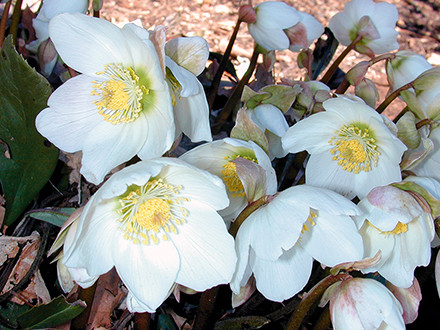 Helleborus niger