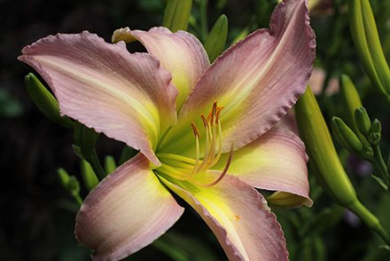 Dallas Star Daylily