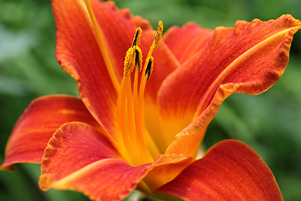 Flasher Daylily