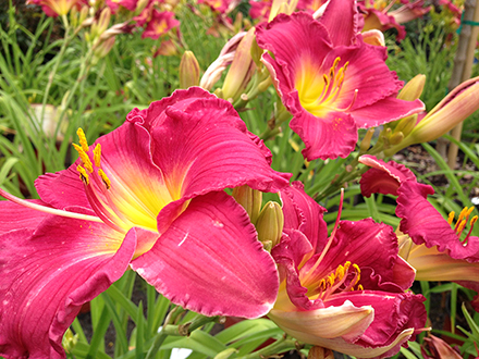 Dynamite Returns Appster Daylily