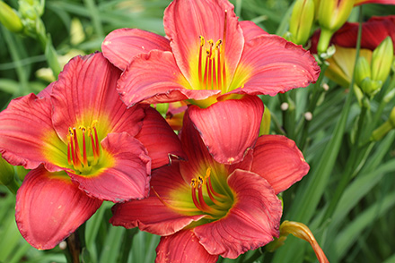 Red Hot Returns Daylily