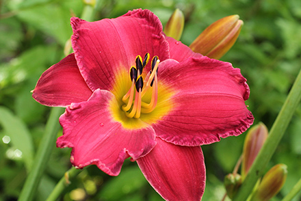 Romantic Returns Appster Daylily
